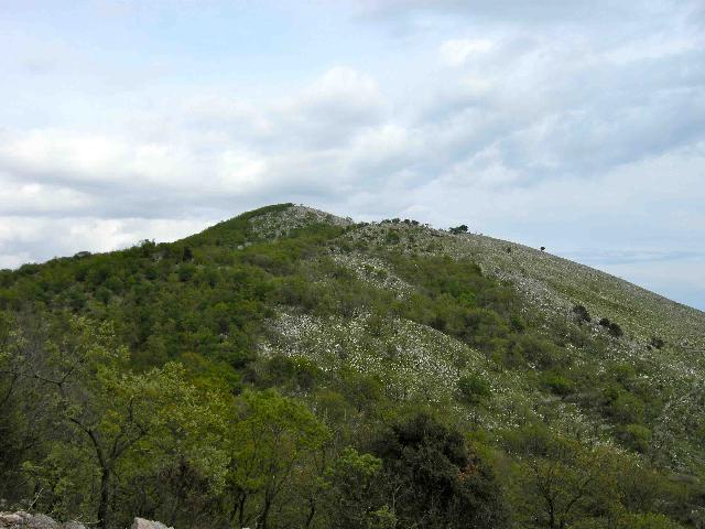 <p>2 maggio 2009. Il monte Ornito, dal quale partirono gli attacchi della notte fra l'11 ed<br /> il 12 maggio e del 13 maggio 1944.</p>
